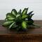 20" Artificial Golden Dieffenbachia Plant, 6ct.